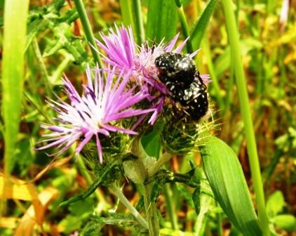 Oxythyrea funesta